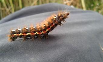 21 July 2017: Knot Grass Moth caterpillar
